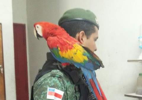 Arara vermelha é resgatada na Nova Cidade