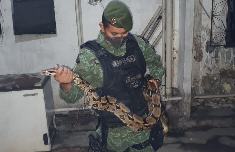 Cobra jiboia invade casa e apavora família em Manaus