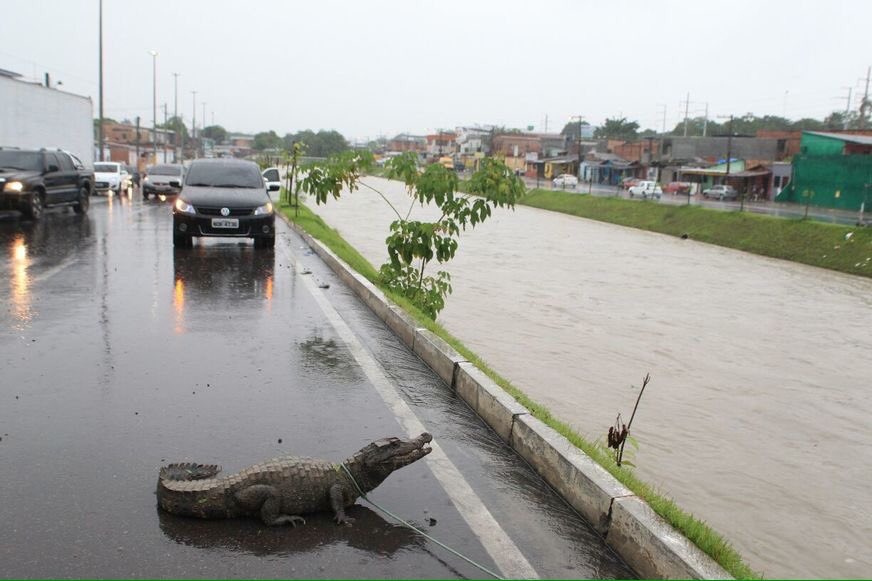 Jacaré é flagrado passeando em dia de chuva em Manaus