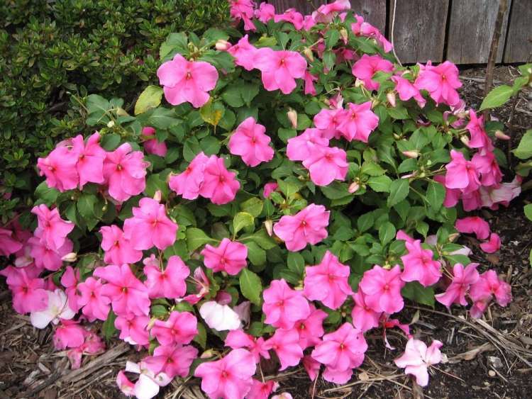 impatiens-maria-sem-vergonha-pink-sementes-flor-p-muda-d_nq_np_594901-mlb20428136698_092015-f.jpg