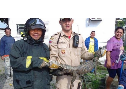  Jacaré é capturado no interior de um empresa na Torquato Tapajós