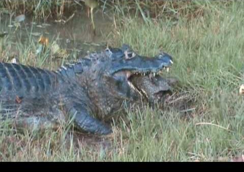 União não pode ser responsabilizada por ataque de jacaré a pescador