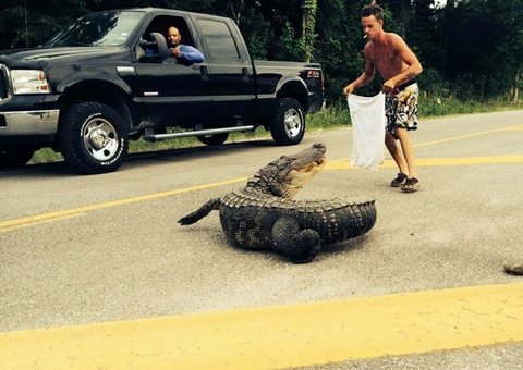  Bêbado tenta tirar jacaré de estrada e se dá mal