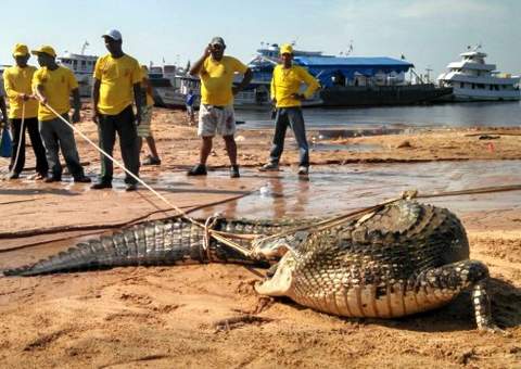 Moradores do São Raimundo capturam jacaré de 3 metros