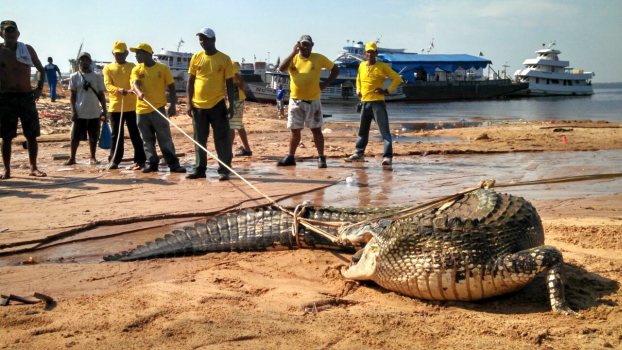 Moradores do São Raimundo capturam jacaré de 3 metros