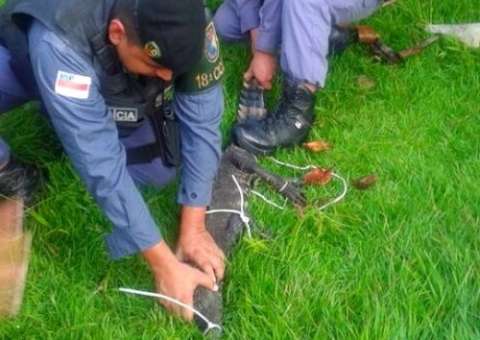 Jacaré aparece em Novo Israel e é contido pela PM