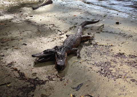 Jacaré de duas cabeças assusta moradores nos Estados Unidos