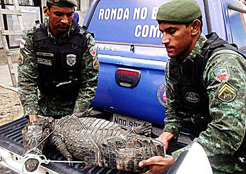 Jacaré com mais de dois metros ataca criança no Parque das Nações