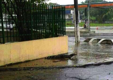 Jacaré sai da lagoa do Japiim durante chuva