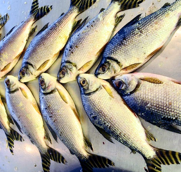 50 toneladas de peixe começam ser distribuídas nesta terça-feira