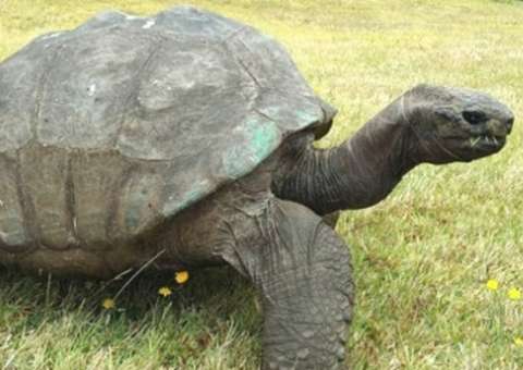 Tartaruga em uma ilha do Oceano Atlântico nasceu na primeira metade do século XIX.