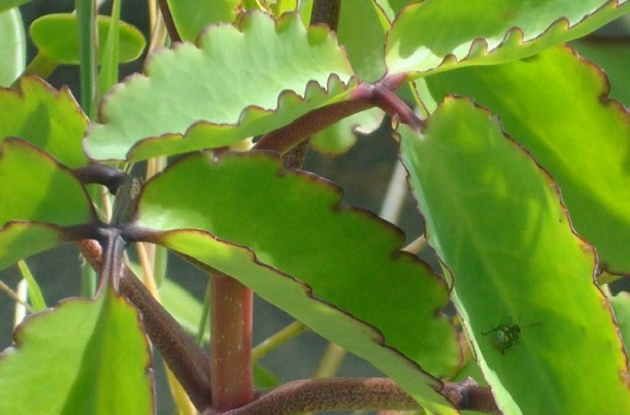 kalanchoe_pinnata_-_folha-da-fortuna_1.png