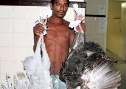 Homem é surpreendido roubando galinha no São José  