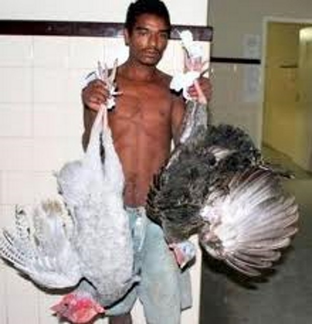 Homem é surpreendido roubando galinha no São José  