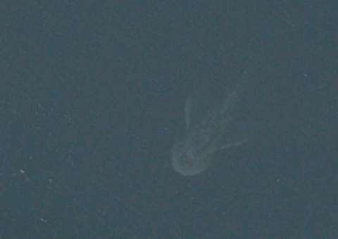 Monstro do Lago Ness na verdade era um veleiro