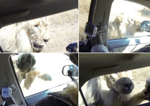 Leão ataca carro com turistas na África do Sul