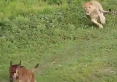 Rei Leão: A amizade entre animais selvagens na vida real