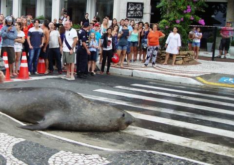 VÍDEO: Elefante-marinho saiu do mar e atravessou avenida  