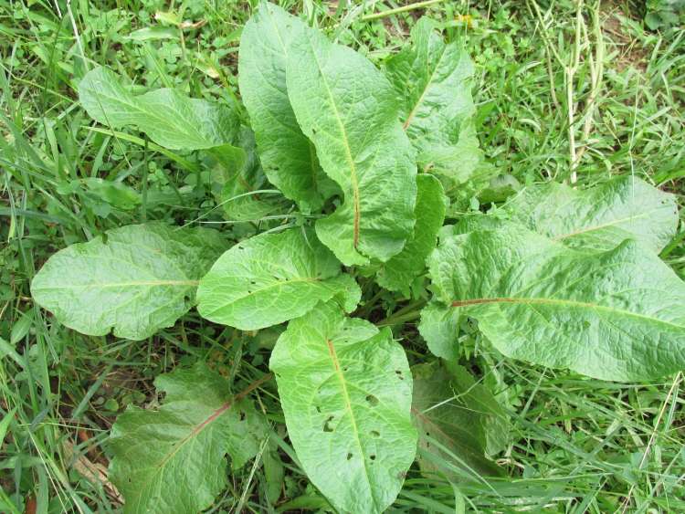 lingua_de_vaca_rumex_3.jpg