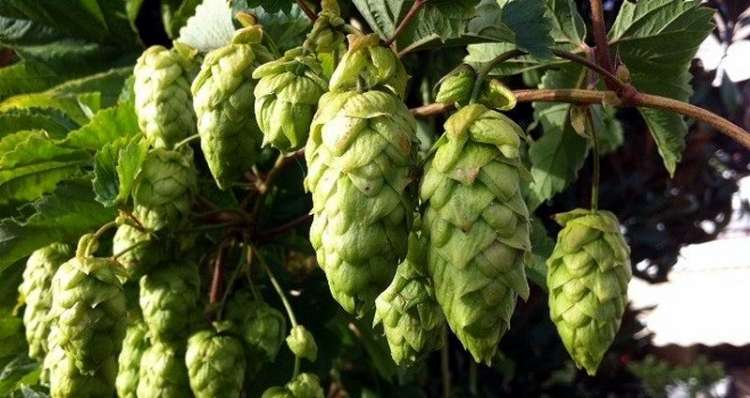 lupulo.jpg
