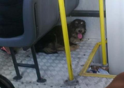 Marlonde: o cachorrinho do 667