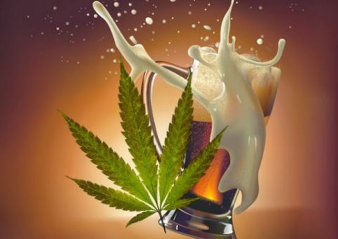  Cachaça de maconha é febre no sertão