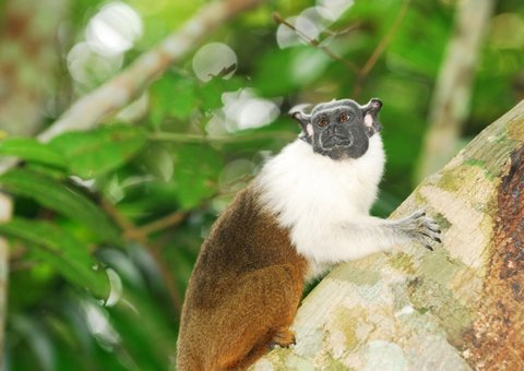 Proteção do sauim de Manaus ganha campanha