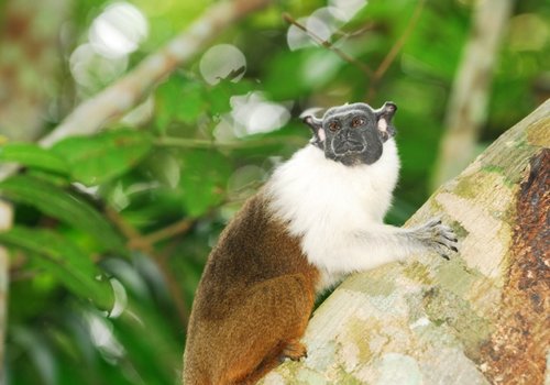 Proteção do sauim de Manaus ganha campanha