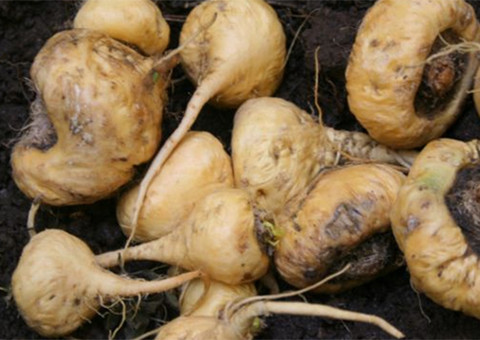 'Maca peruana’ aumenta desejo sexual e exportações