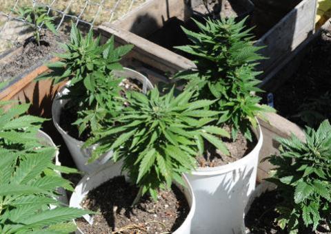 Uruguai tentará liberar maconha para combater narcotráfico