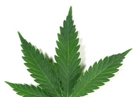 Fumar maconha todo dia coloca em risco saúde e bem-estar