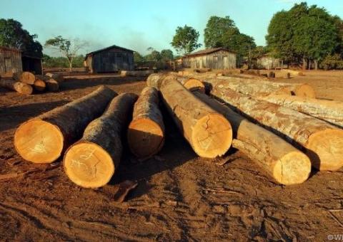 Levantamento mapeia impostos de madeira da Amazônia