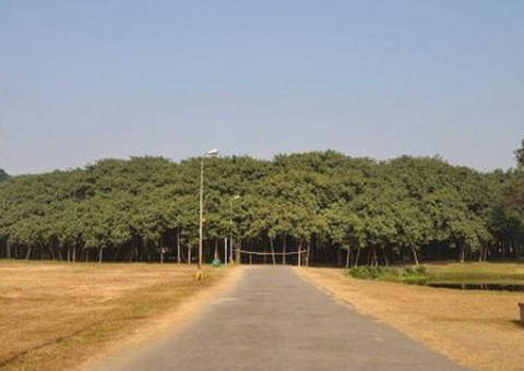 Acredite! Parece uma floresta mas se trata de uma única árvore