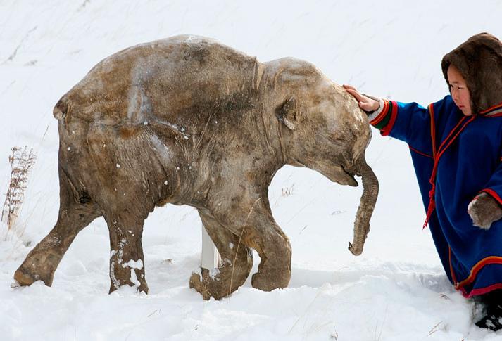 Cientista de Harvard manipula DNA de mamute em células de elefante