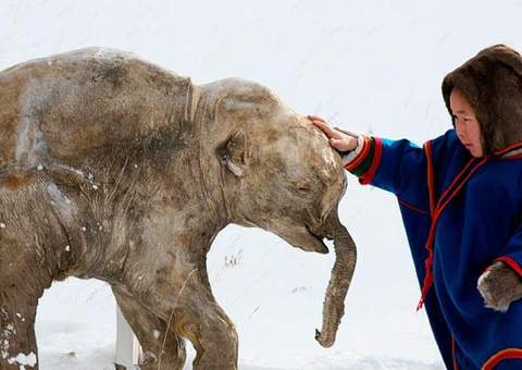 Cientista de Harvard manipula DNA de mamute em células de elefante