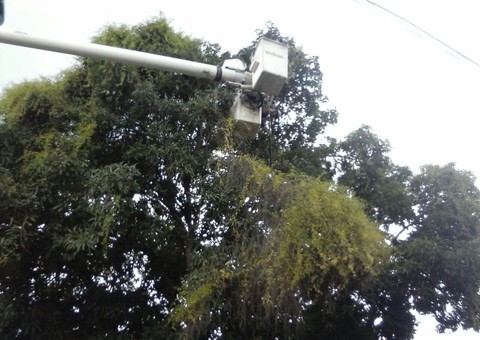 Árvores do Centro recebem ação de manejo