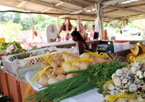 Agricultura familiar é incentivada na zona rural de Manaus