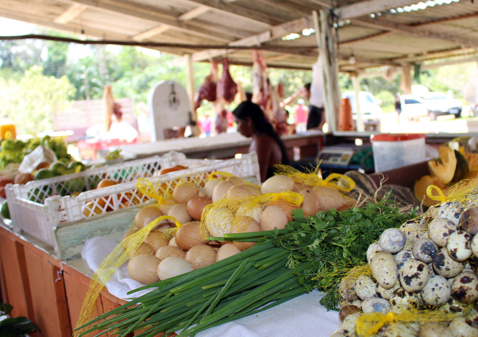 Agricultura familiar é incentivada na zona rural de Manaus