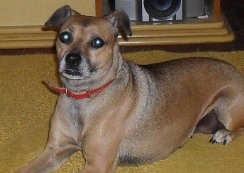  Empresa de aviação perde cadela de passageira e oferece outra em troca