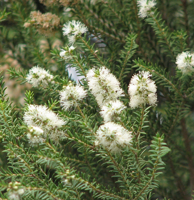 melaleuca_lanceolata.jpg