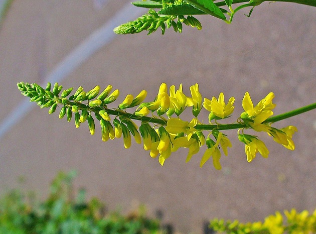 meliloto-melilotus-officinalis.jpg