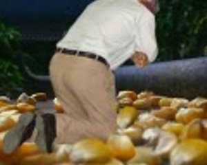 O grão de milho no folclore político amazônico