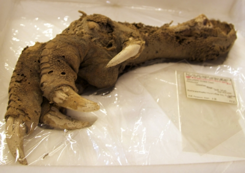 Pata de criatura pré-histórica totalmente preservada.