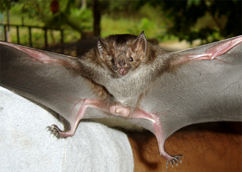 No Inpa, análise de DNA mostra a preferência alimentar de morcegos
