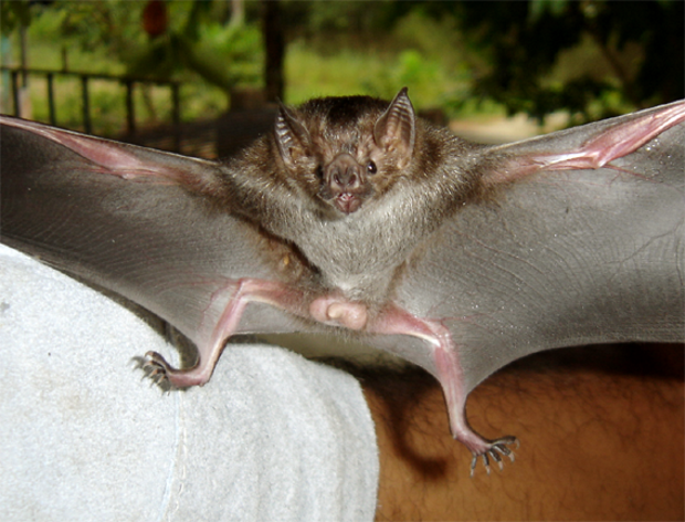 No Inpa, análise de DNA mostra a preferência alimentar de morcegos