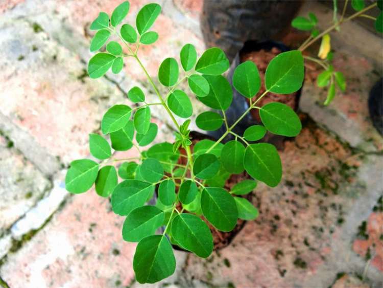 moringa_oleifera2.jpg