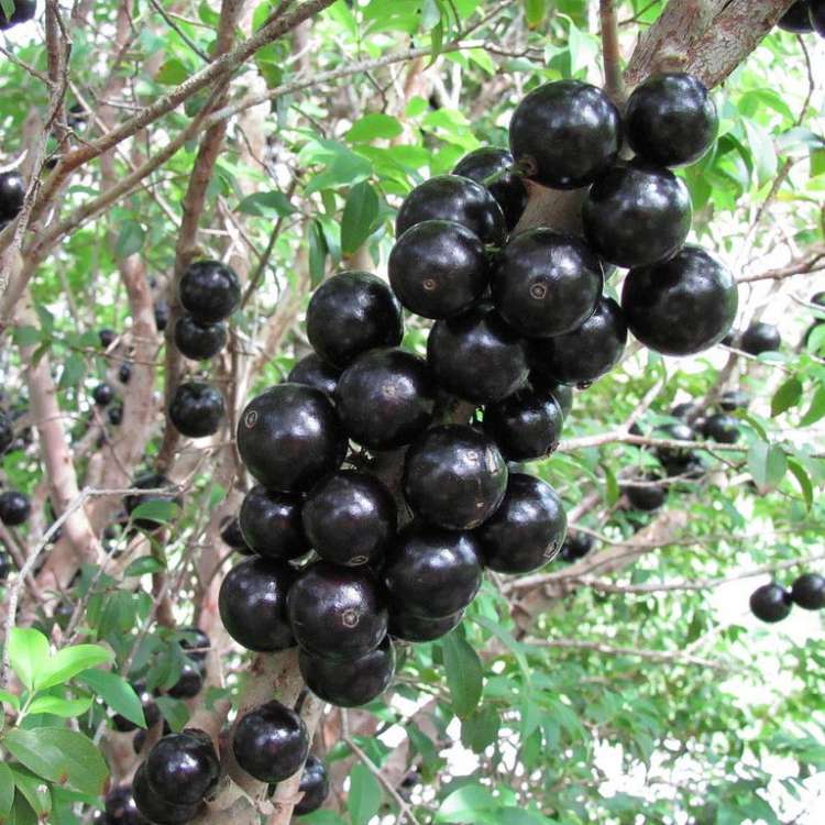 muda_de_jabuticaba_hibrida_ou_precoce_enxertada_448_1_20160121150153.jpg