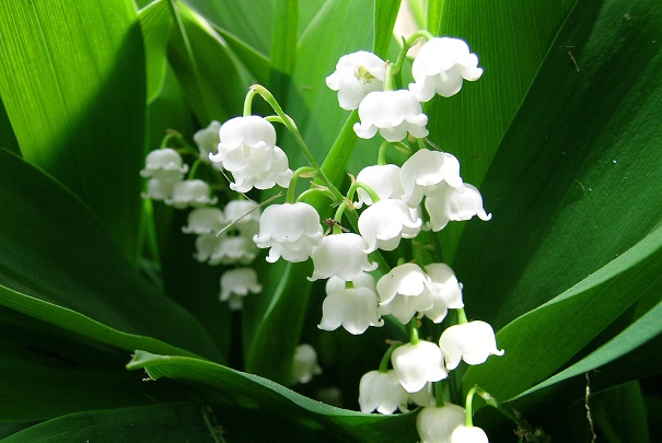 muguet-1.jpg