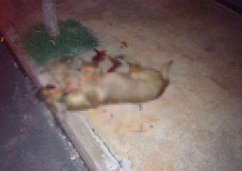  Mulher mata cachorro a facadas e moradores se revoltam