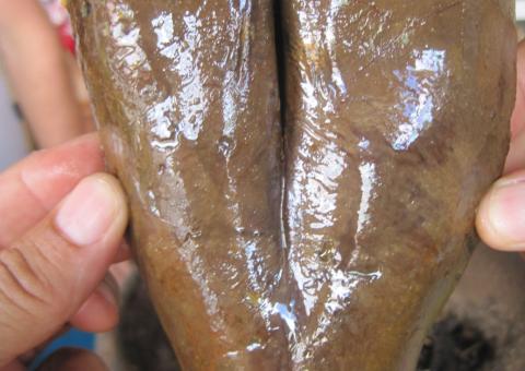 Vagina de bota e Cachaça Amansa Corno são  produtos  procurados em feira de Manaus